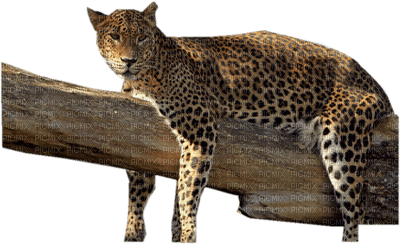 leopardo - безплатен png