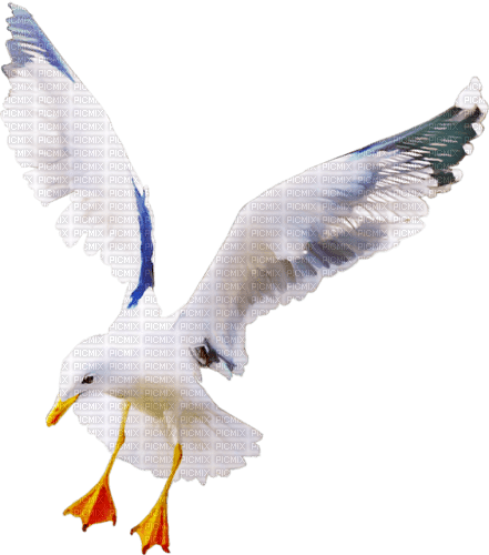 Seagull Bird Sea - Bogusia - besplatni png