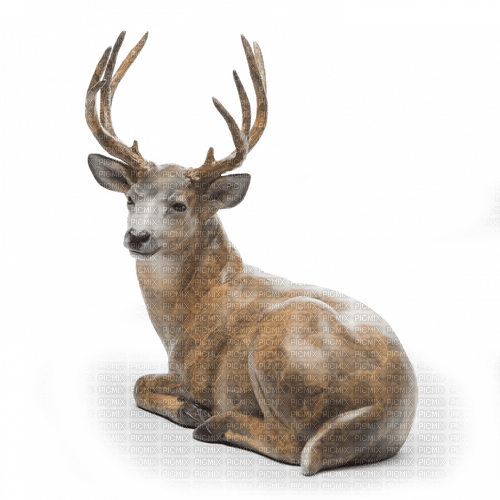 Deer - bezmaksas png