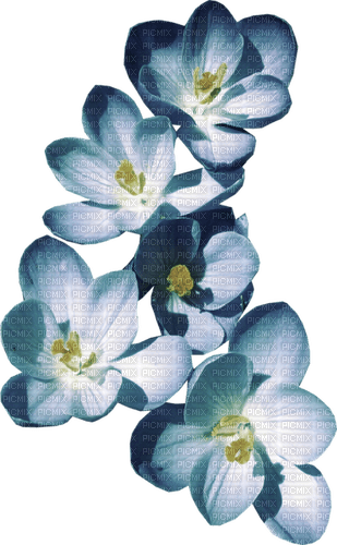 gala flowers - nemokama png