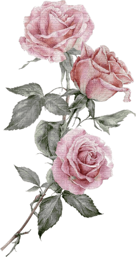 Drei rosa Rosen - besplatni png