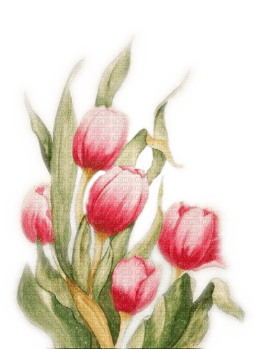Tulpen rot, Aquarelle - PNG gratuit