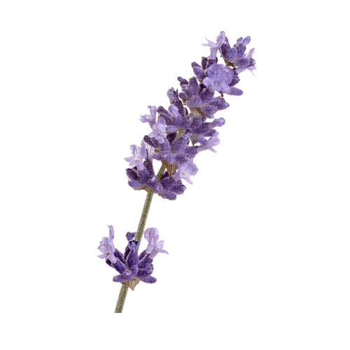 Lavender - безплатен png