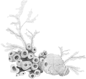 reef coral plant - png ฟรี