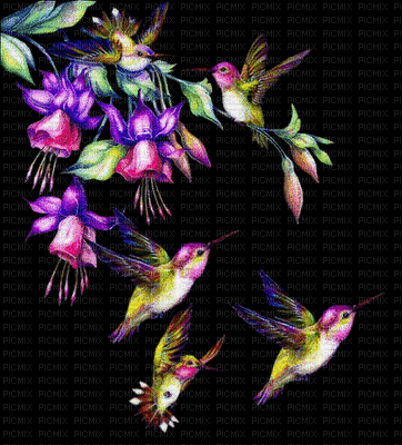 Oiseaux multicolores.Cheyenne63 - GIF animé gratuit