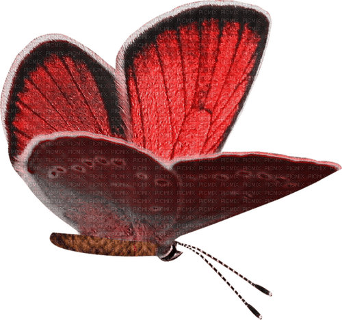 dolceluna deco butterfly - PNG gratuit
