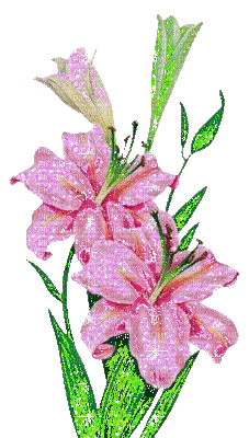 pink lily - Nemokamas animacinis gif