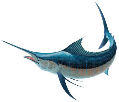 swordfish - 免费PNG