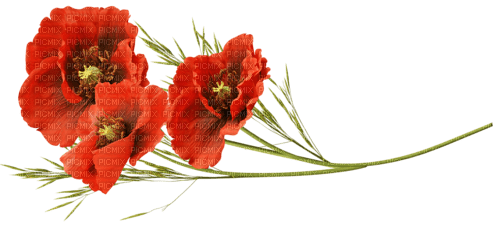 Blue DREAM  70 _ flowers_poppies - 無料png