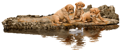 Hunde, chiens, dogs - 無料のアニメーション GIF