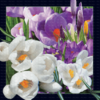 kwiaty 3d - Δωρεάν κινούμενο GIF
