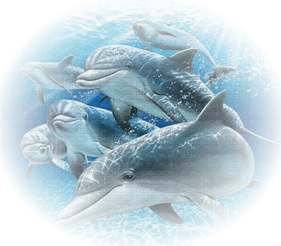 tube dauphin - darmowe png