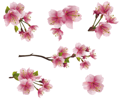 Kaz_Creations Flowers Flower Branch - безплатен png