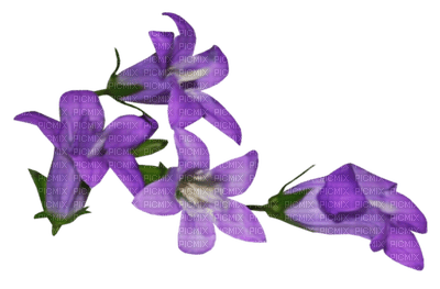 Flowers dm19 - png grátis