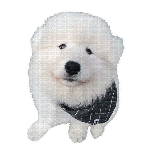 White Samoyed Dog - Бесплатни анимирани ГИФ
