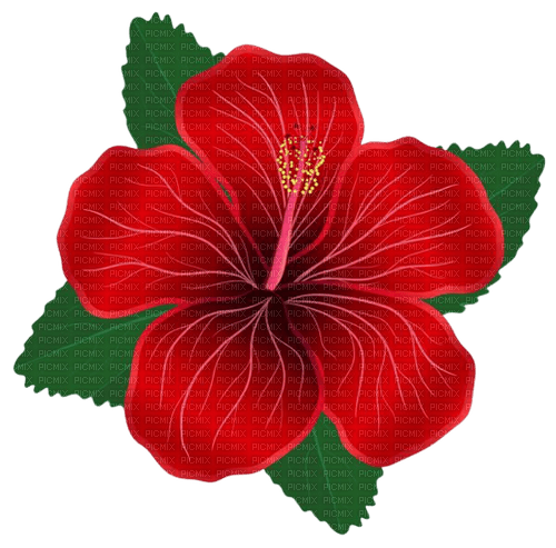 red flower - bezmaksas png