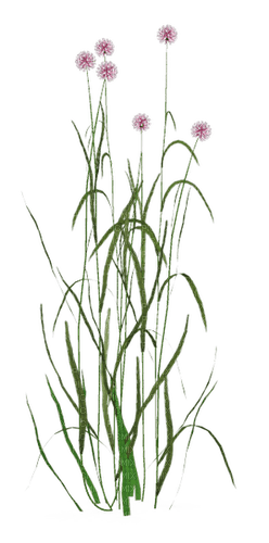 grass flowers - darmowe png