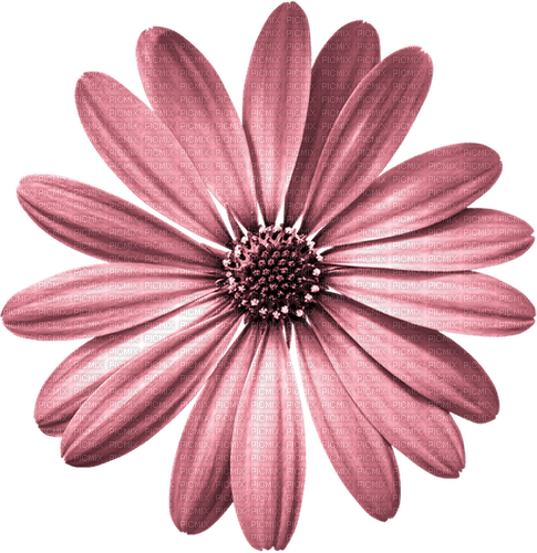 kikkapink pink rose flower deco daisy - PNG gratuit