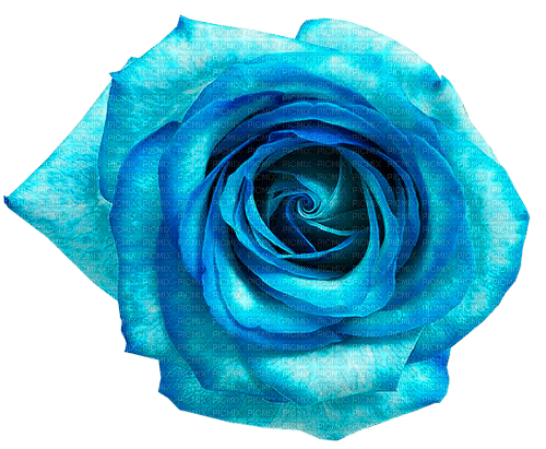 Rose.Blue - PNG gratuit