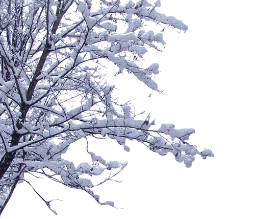 Winter Tree - ingyenes png