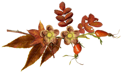 Kaz_Creations Deco Autumn  Colours - Free PNG
