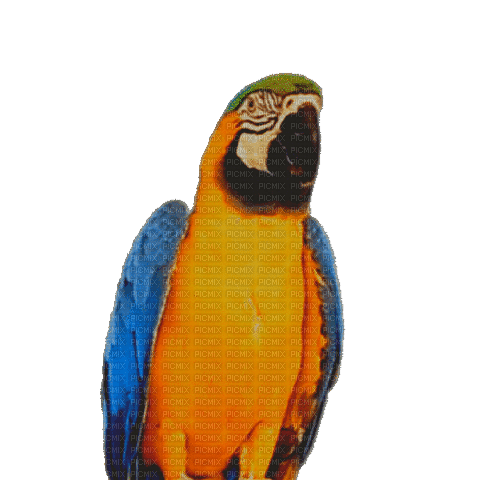 Nina bird - Besplatni animirani GIF