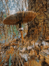 mushrooms - Ilmainen animoitu GIF