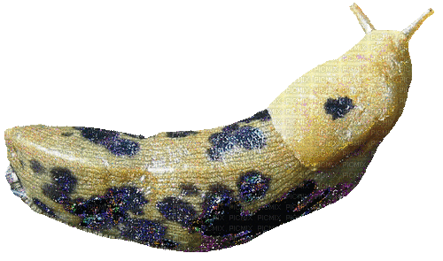 banana slug - Бесплатни анимирани ГИФ
