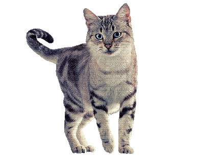 Kaz_Creations Animated Cat Kitten - Darmowy animowany GIF