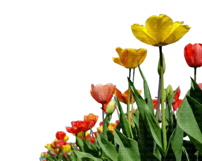 flower,tulip - фрее пнг