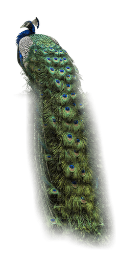 Peacock - безплатен png