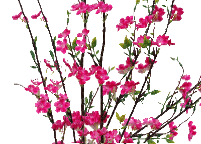 branche fleur rose 2 - GIF animé gratuit