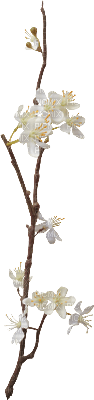 blomkvist-vit--twig-white - ilmainen png