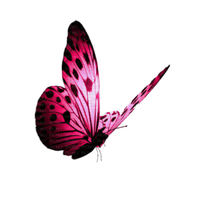 Farfalla ( Grafica Guadagnin ) - 無料png