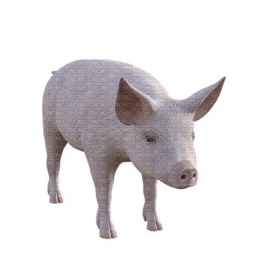 pig, sika - 無料png