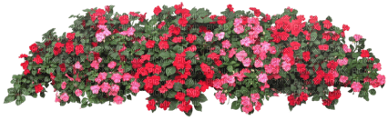Flores - бесплатно png
