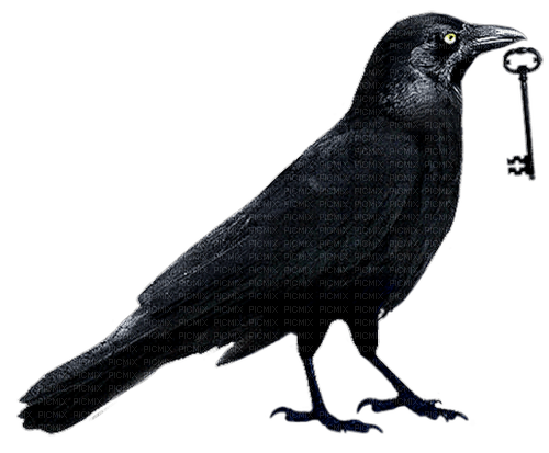 crow by nataliplus - ingyenes png