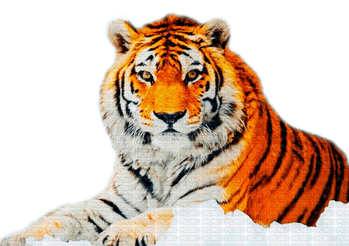 tiger  by nataliplus - zdarma png