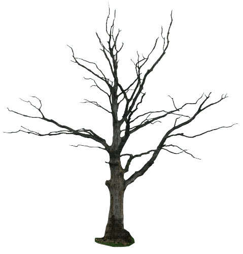 dead tree - gratis png