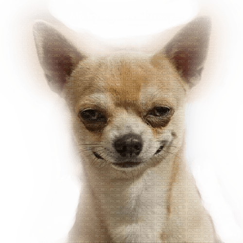 Hund, Chihuahua - nemokama png