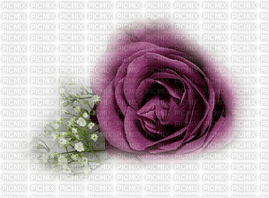 rosa   violet - zdarma png