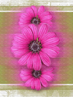 Background Flowers - Darmowy animowany GIF