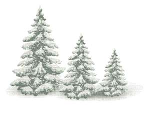 Fir Pine Trees - ilmainen png