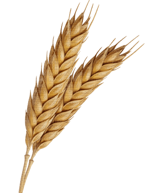 Getreide - gratis png