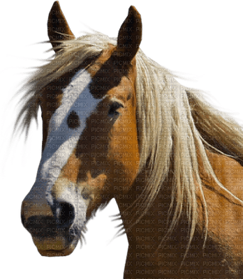 horse head bp - ücretsiz png