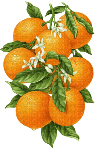 orange tree Bb2 - gratis png