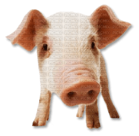 Kaz_Creations Pig - kostenlos png