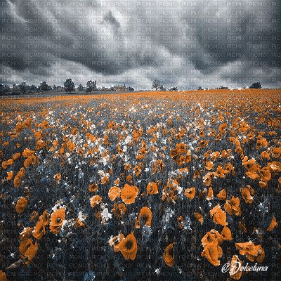 dolceluna poppy poppies field animated background - Ingyenes animált GIF