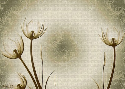minou-background-flowers-sfondo-fiori-fond-Fleurs-bakgrund-blommor - Free PNG