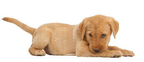 Dog Puppy Chien - Darmowy animowany GIF
